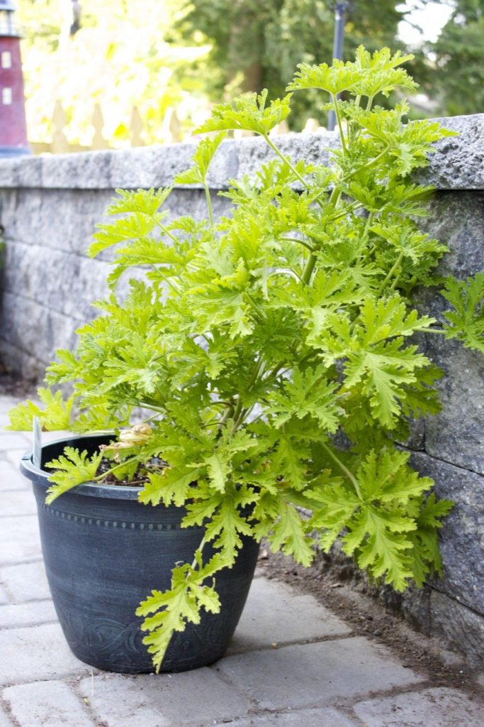 5 beautiful scented plants for the balcony they keep flies and