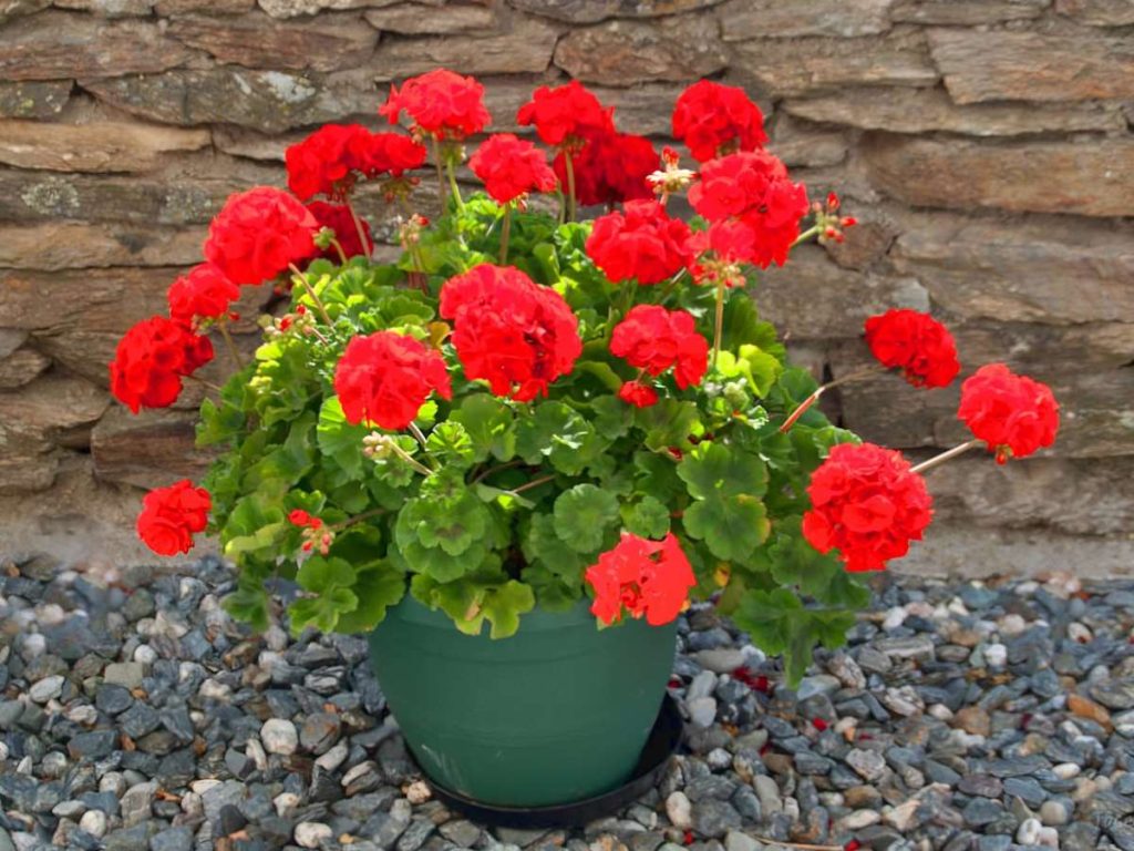 How to fertilize geraniums in spring Best Slimming World