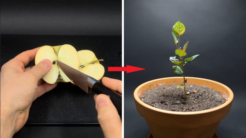 How to Grow an apple tree from seed Grandma's tricks