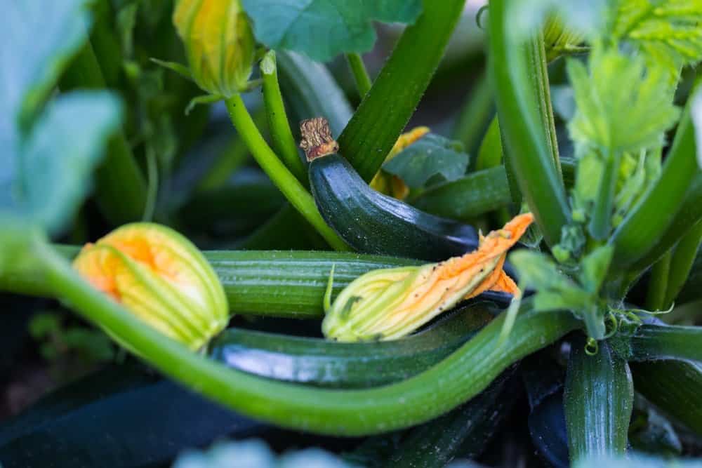 When to plant Zucchini in the Garden a small guide for optimal results