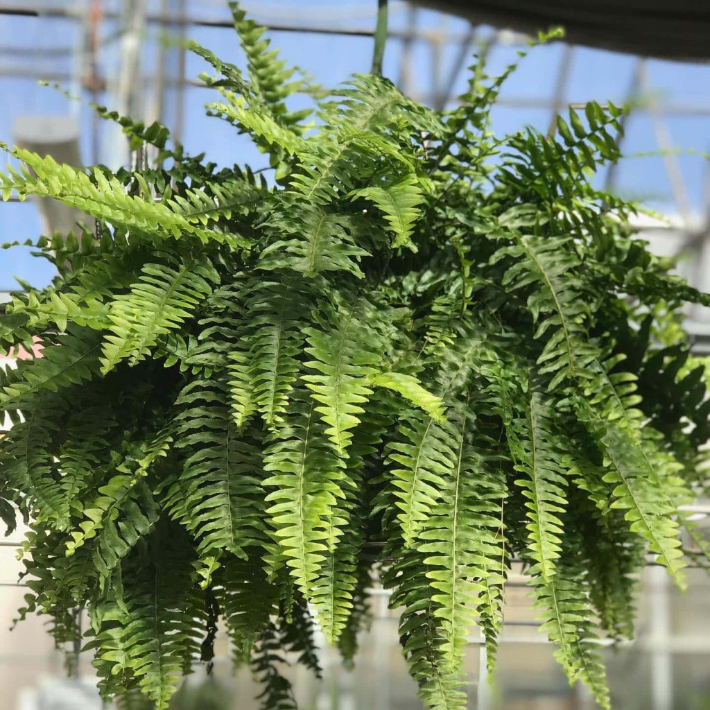 Indoor Plants That Naturally Eliminate Bad Odors from Your Home