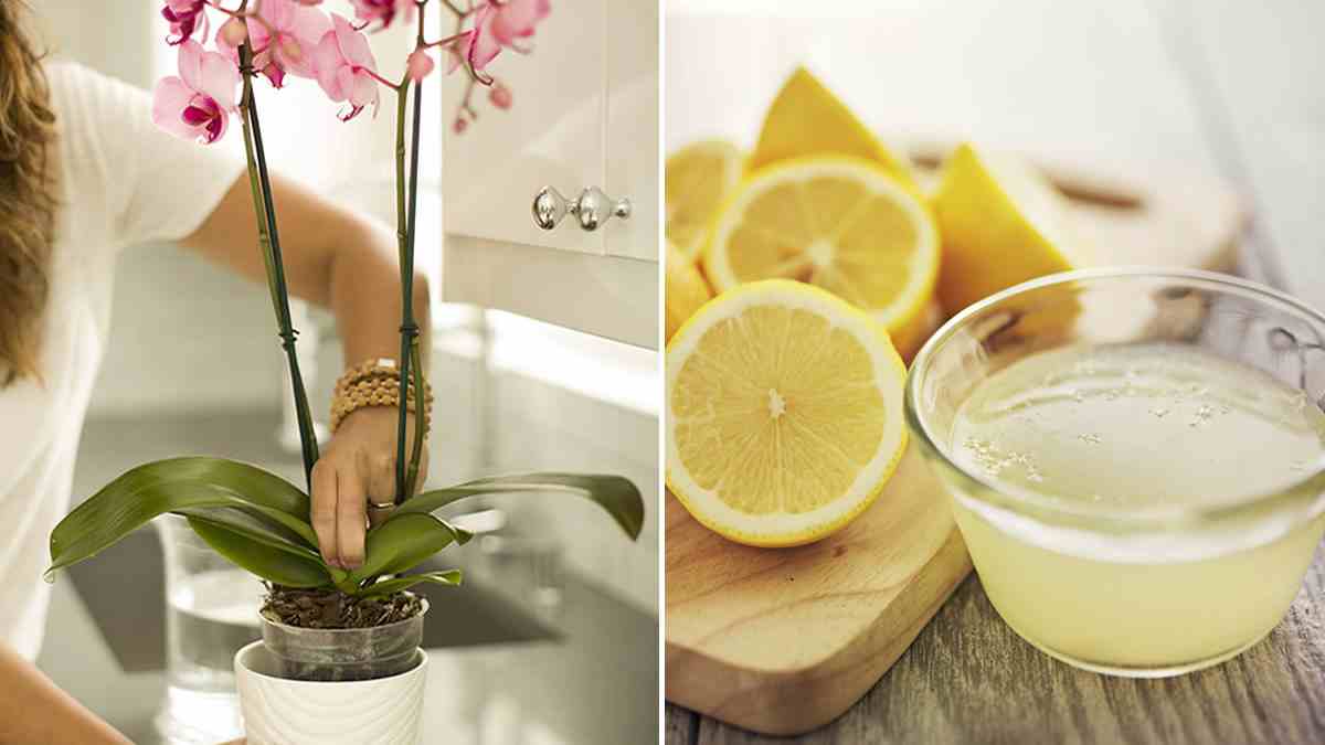 How and Why Watering Orchids with Lemon Juice Grandma's tricks