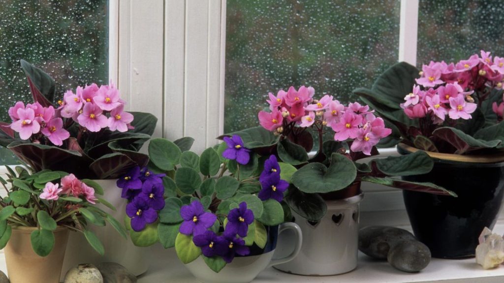 Best Plants for windowsill Cultivation Grandma's tricks