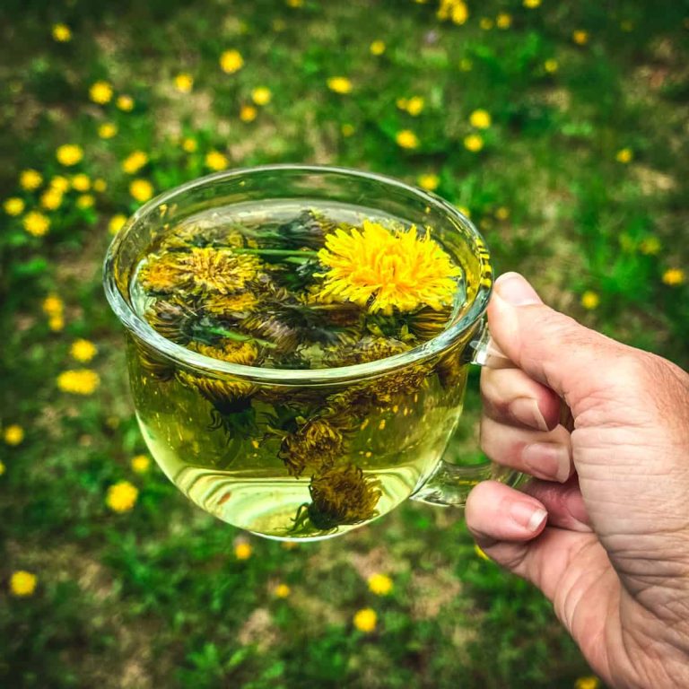 Reasons Why You Should Collect Dandelion Flowers Grandma's tricks
