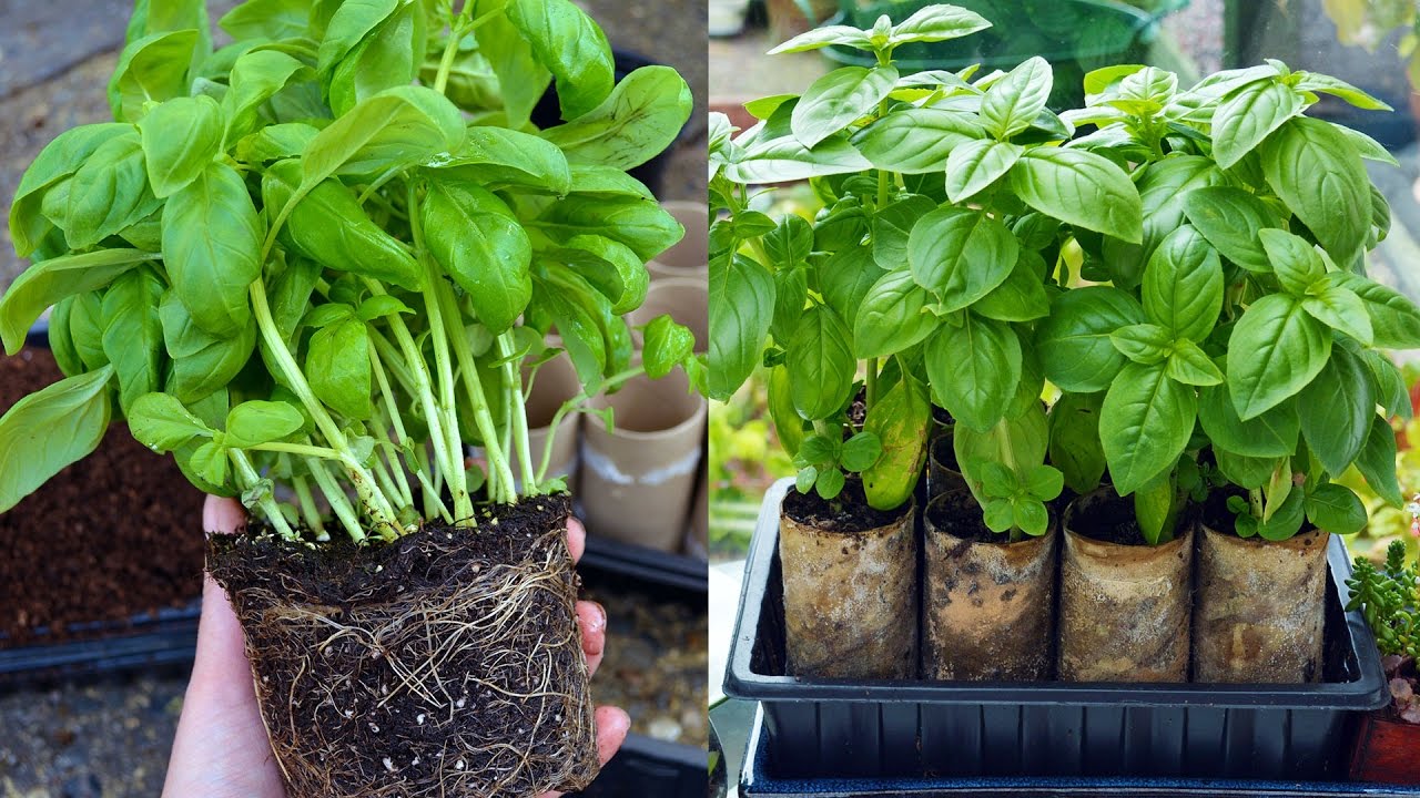 How to keep a supermarket basil plant alive Grandma's tricks