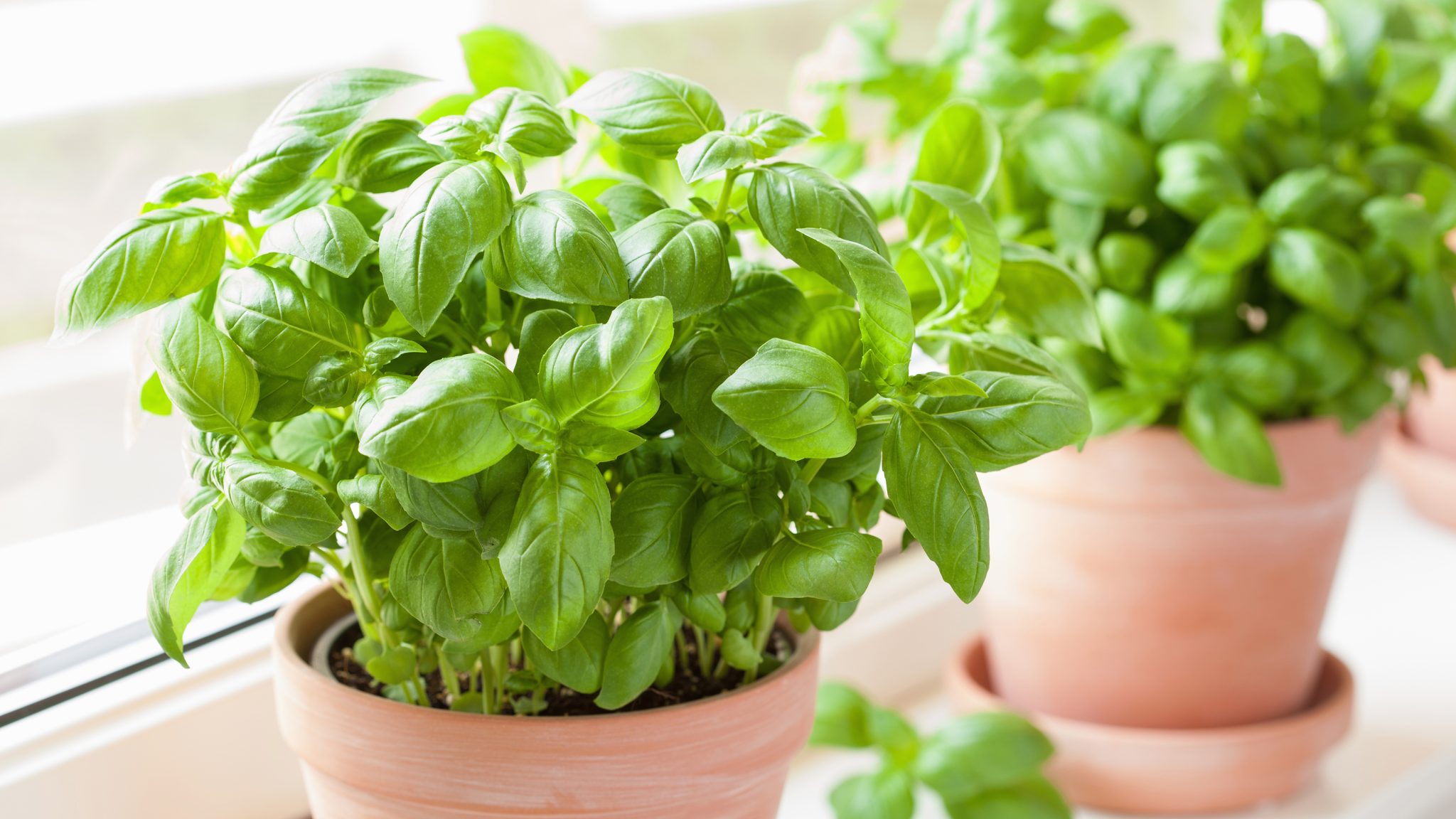 How to keep a supermarket basil plant alive Grandma's tricks