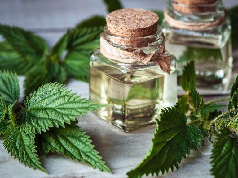 The Power of Nettle Leaf Health Benefits and Uses Grandma's tricks