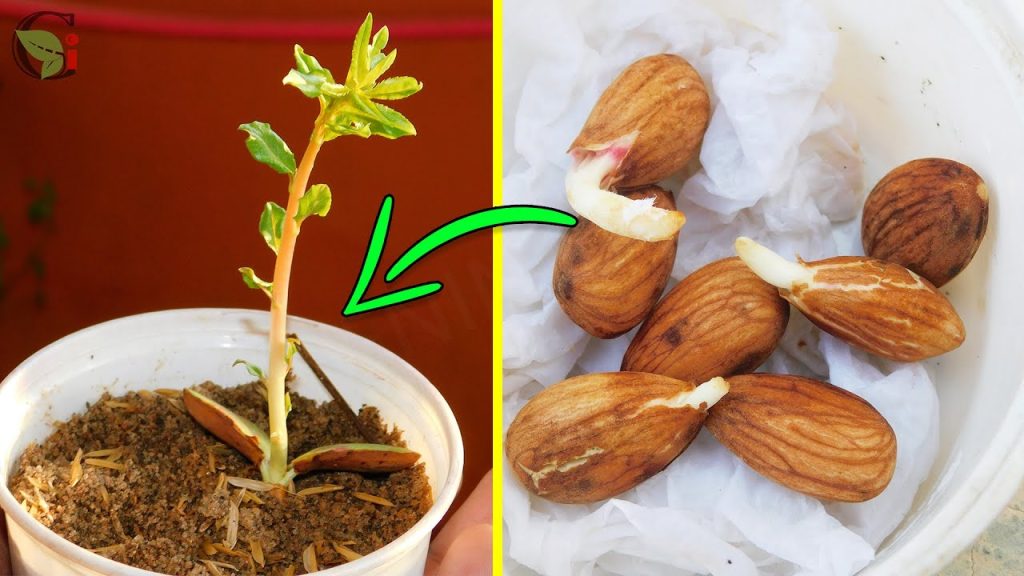 How to Grow Almond Trees from Seeds at Home Grandma's tricks