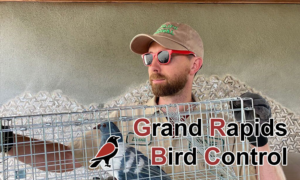 Grand Rapids Bird Control