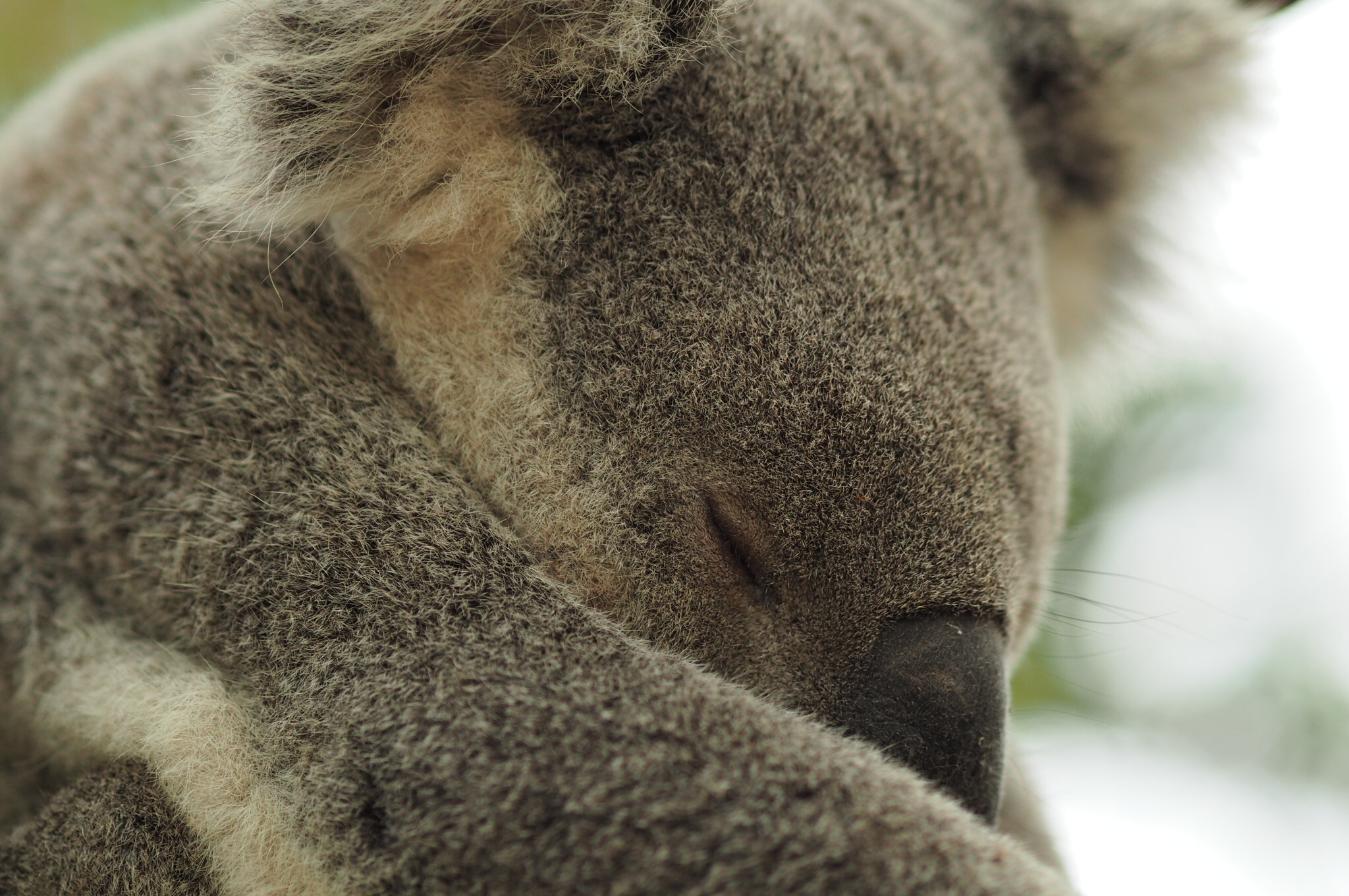 Hinterland, Townsville & a Koala Rescue Gran Fondo Australia
