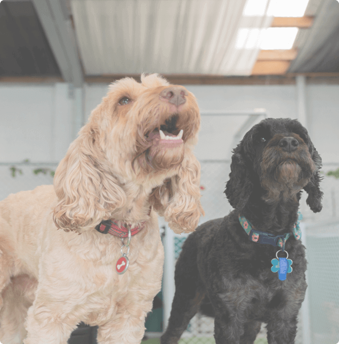 Dog Daycare & Grooming in Tauranga & Mount Maunganui