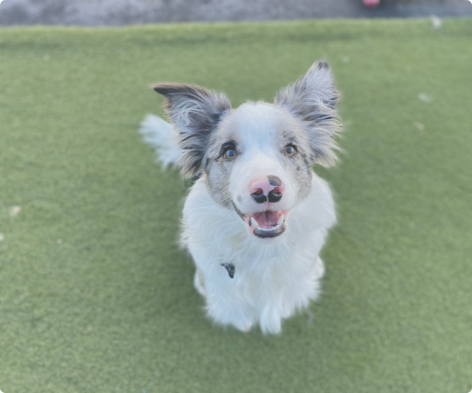 Dog Daycare & Grooming in Tauranga & Mount Maunganui