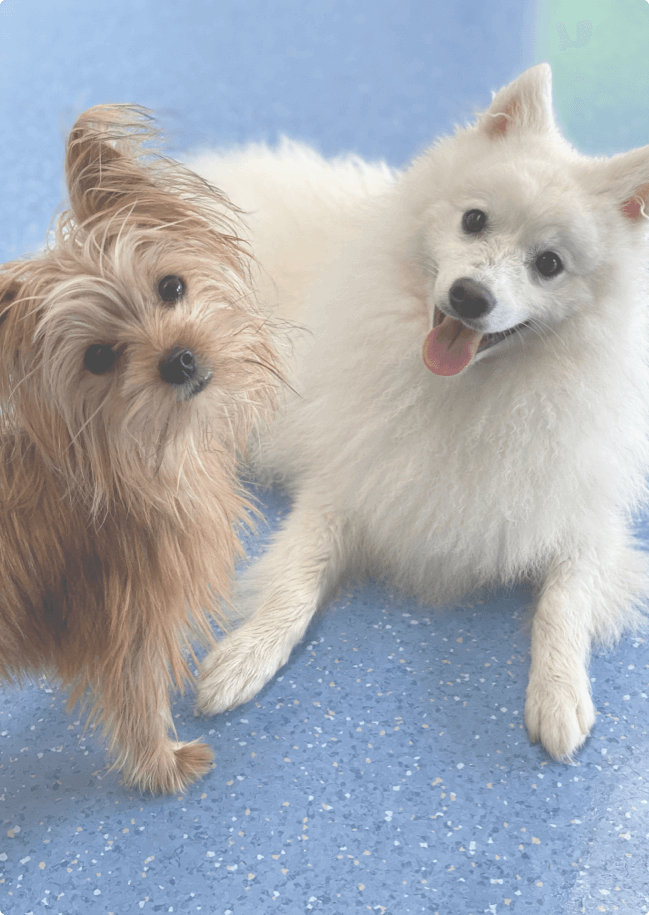 Mount Maunganui Dog Daycare & Grooming At Grange Spa