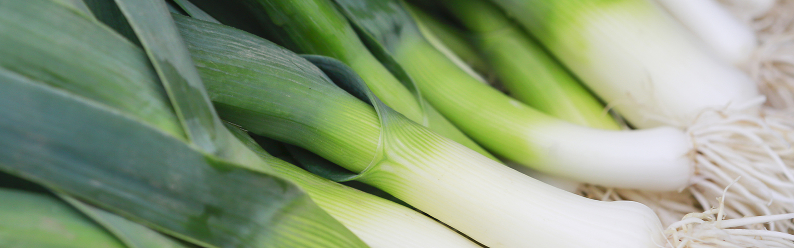 Grange Supply Leeks