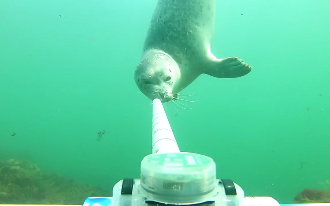 Game cameras go underwater and get even more than that wicked cute UNH seal video Granite Geek
