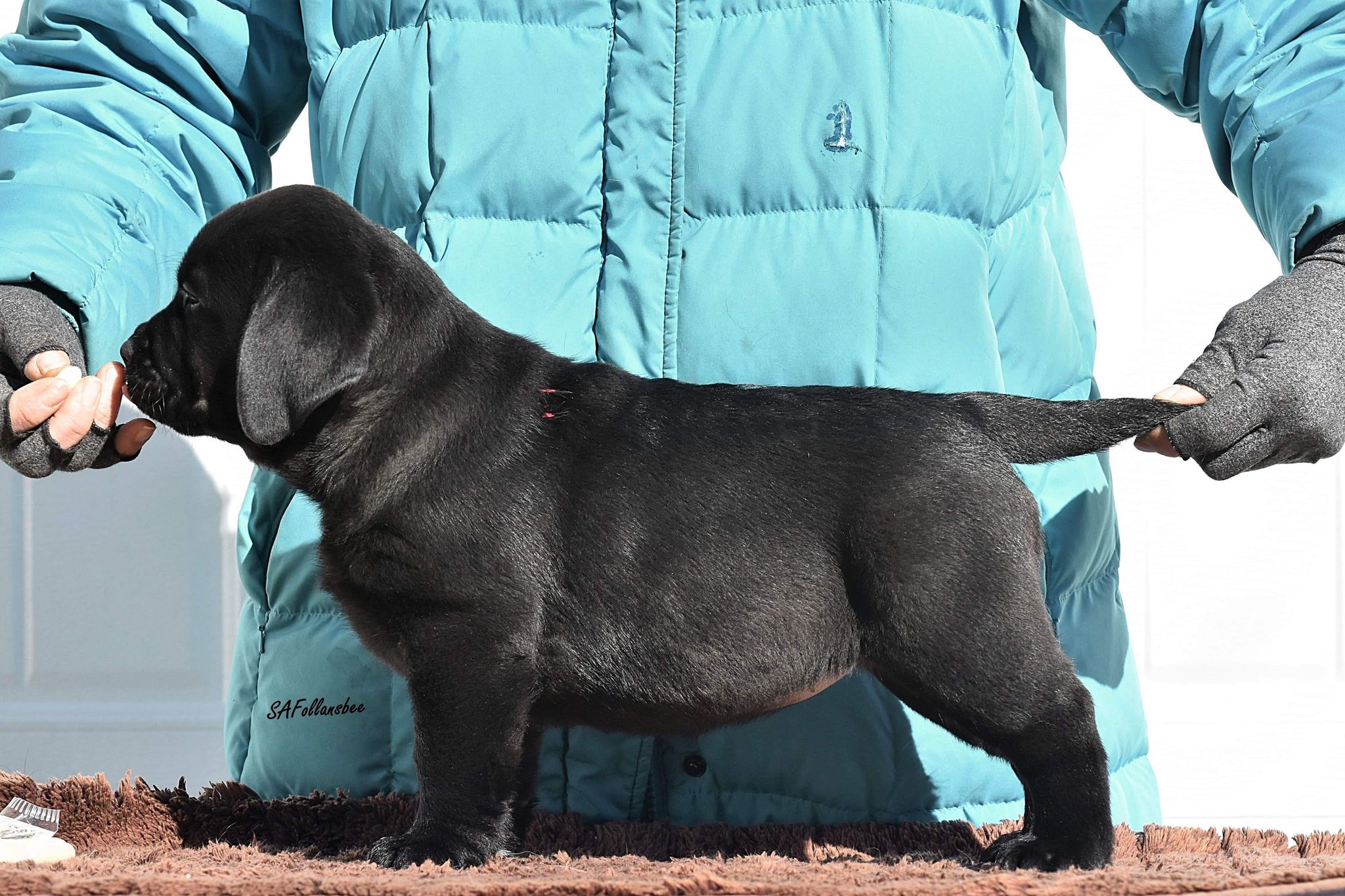 Echo Granitehill Labradors
