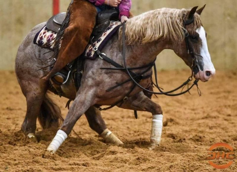 Stallions Granite Performance Horses