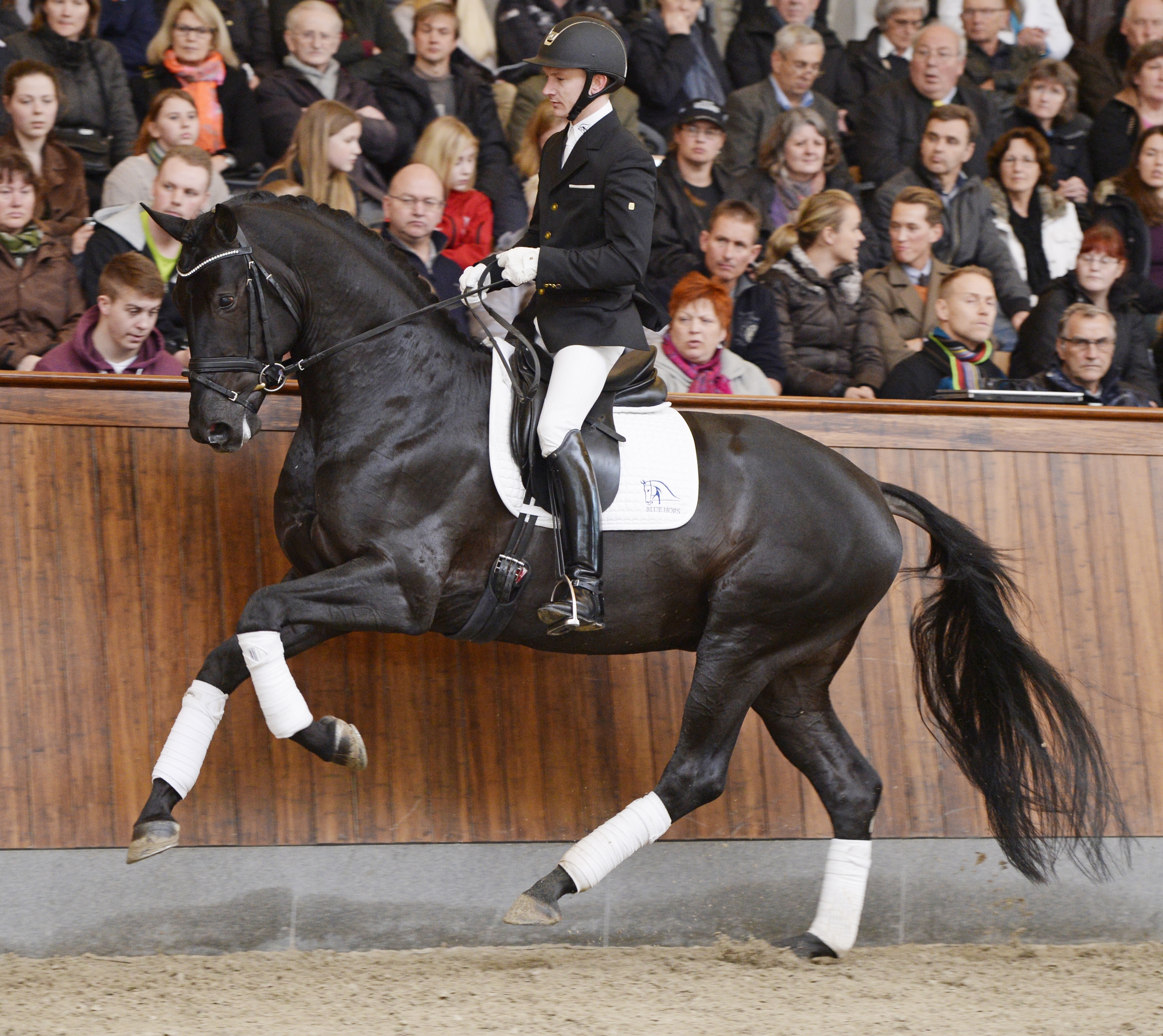 BLUE HORS FIRST CHOICE DVH 1151