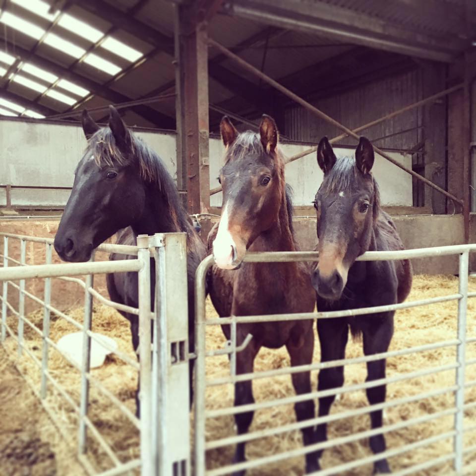 Gransha Equestrian