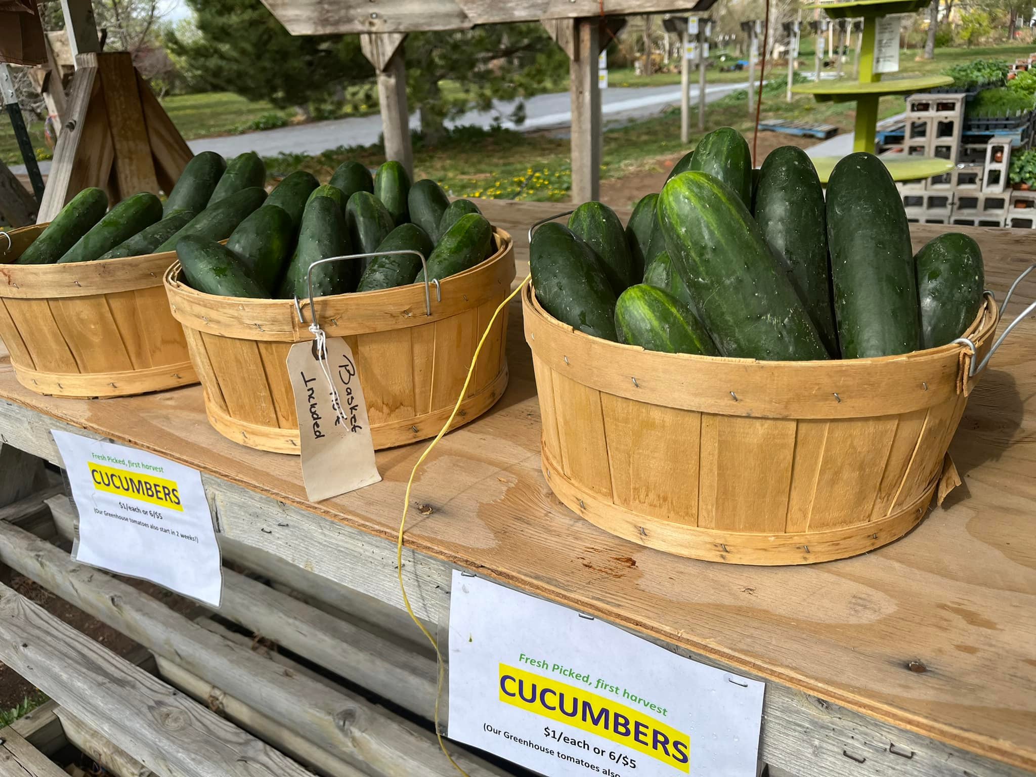 Cucumbers for Sale grantfarms Cucumbers for Sale Cucumbers for Sale