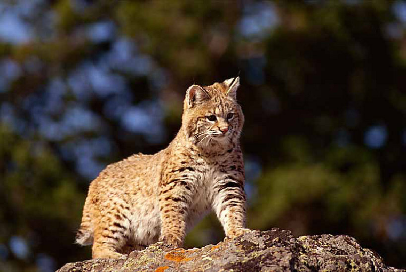 Colorado Grants, CO Grants