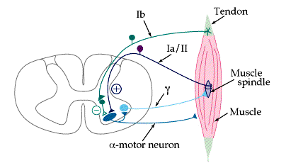 A special thanks to The Washington University School of Medicine