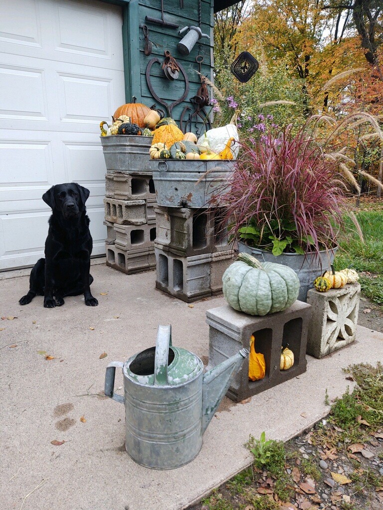 GAH & WRVC Patient Gallery Vet Clinic In Grantsburg, MI