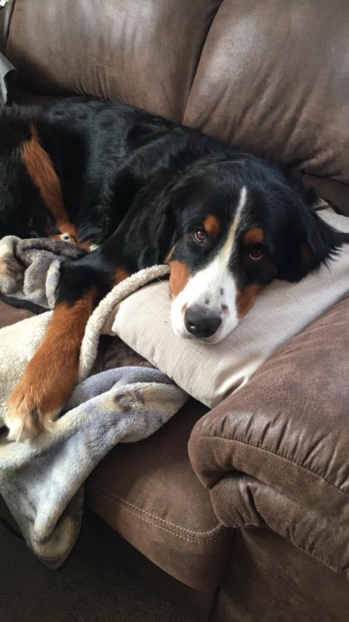 GAH & WRVC Patient Gallery Vet Clinic In Grantsburg, MI