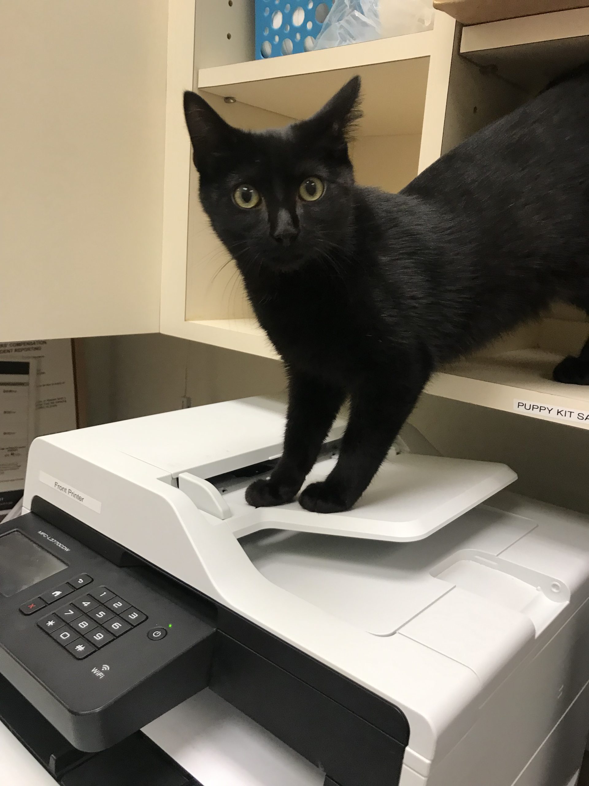 GAH & WRVC Patient Gallery Vet Clinic In Grantsburg, MI