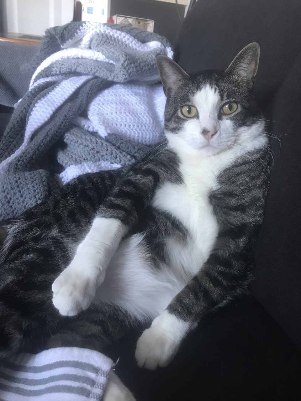 GAH & WRVC Patient Gallery Vet Clinic In Grantsburg, MI