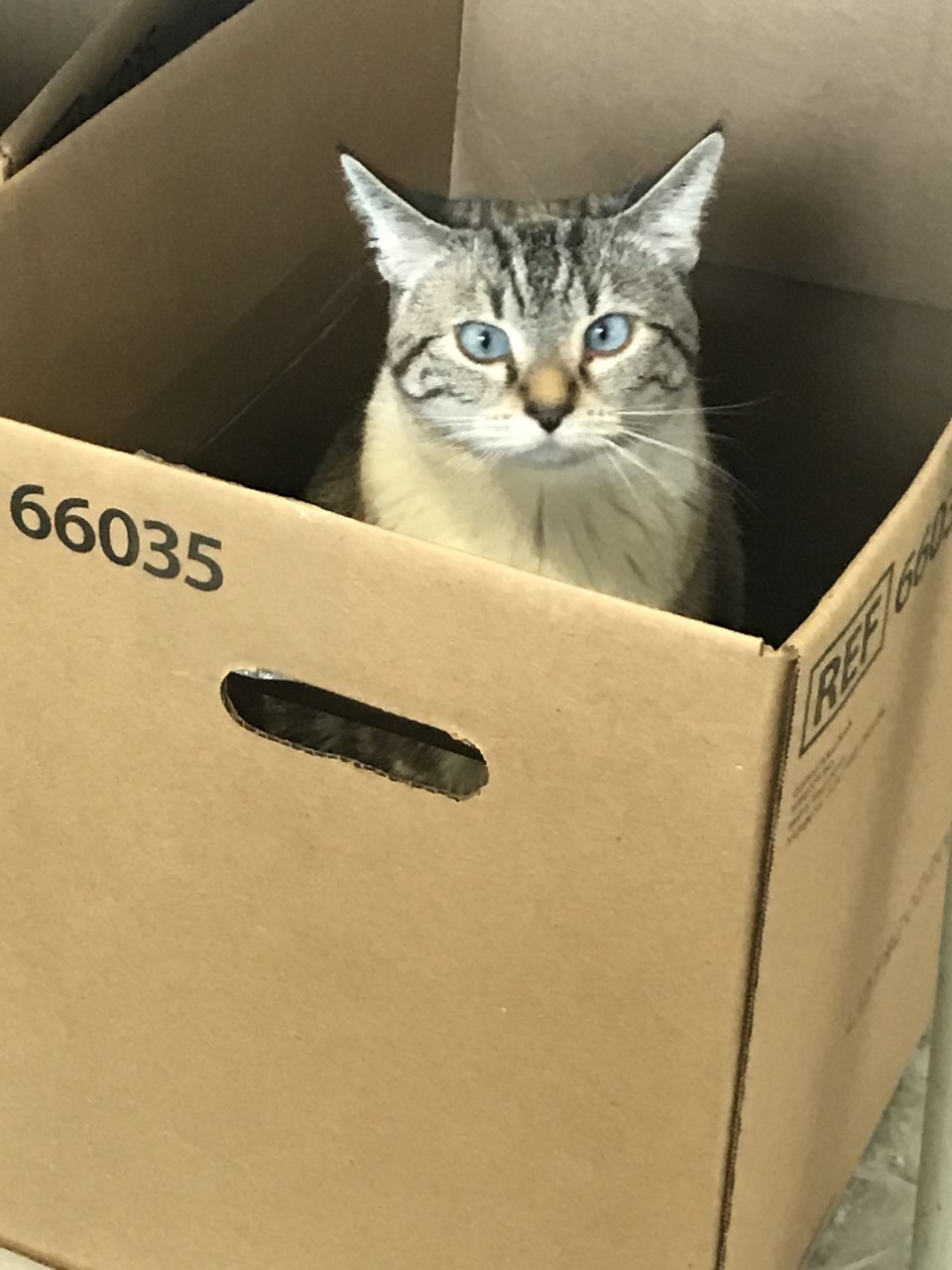 GAH & WRVC Patient Gallery Vet Clinic In Grantsburg, MI