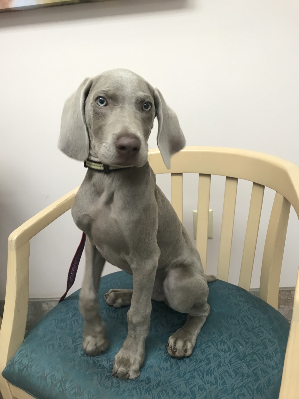 GAH & WRVC Patient Gallery Vet Clinic In Grantsburg, MI