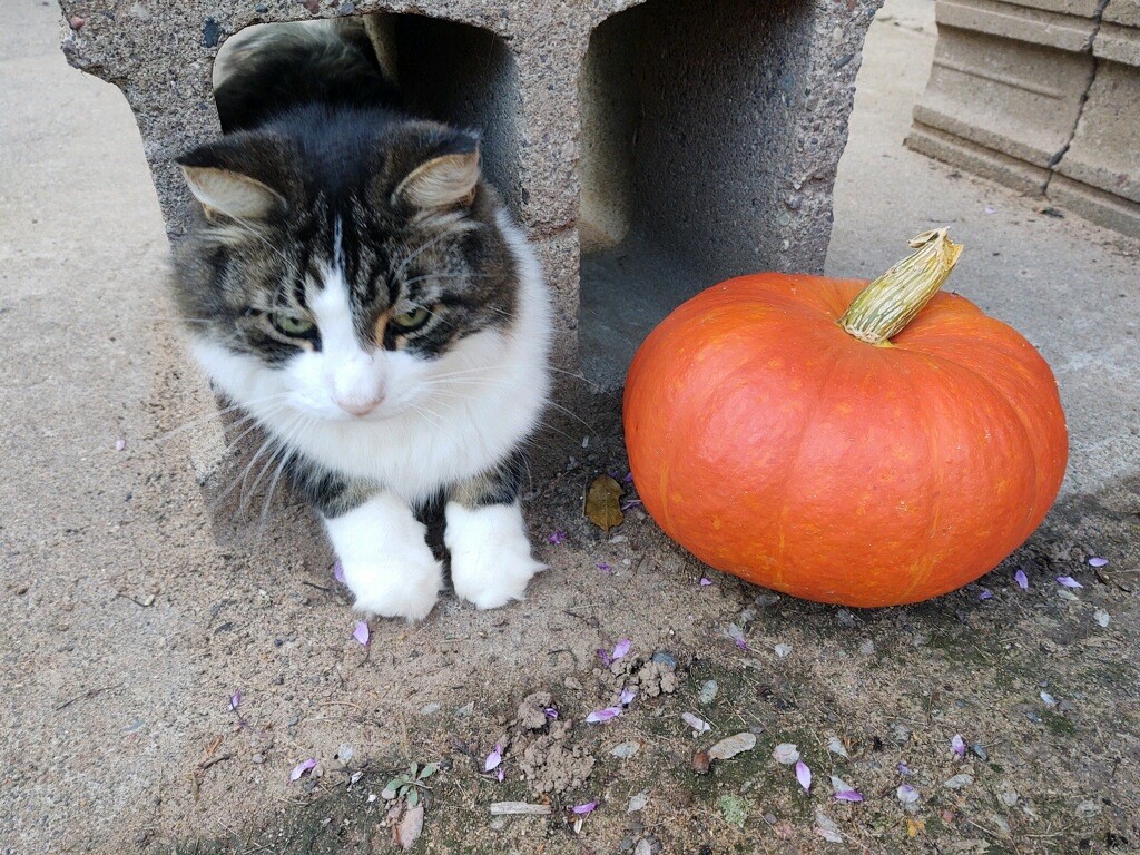 GAH & WRVC Patient Gallery Vet Clinic In Grantsburg, MI