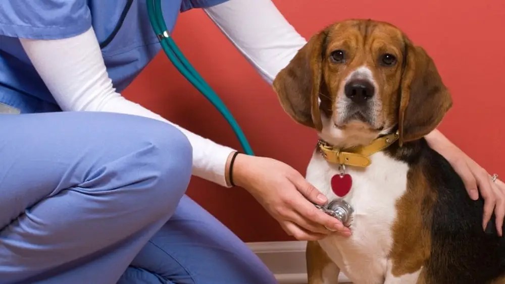 Top 5 Skills Needed to Succeed as a Veterinary Assistant Granville