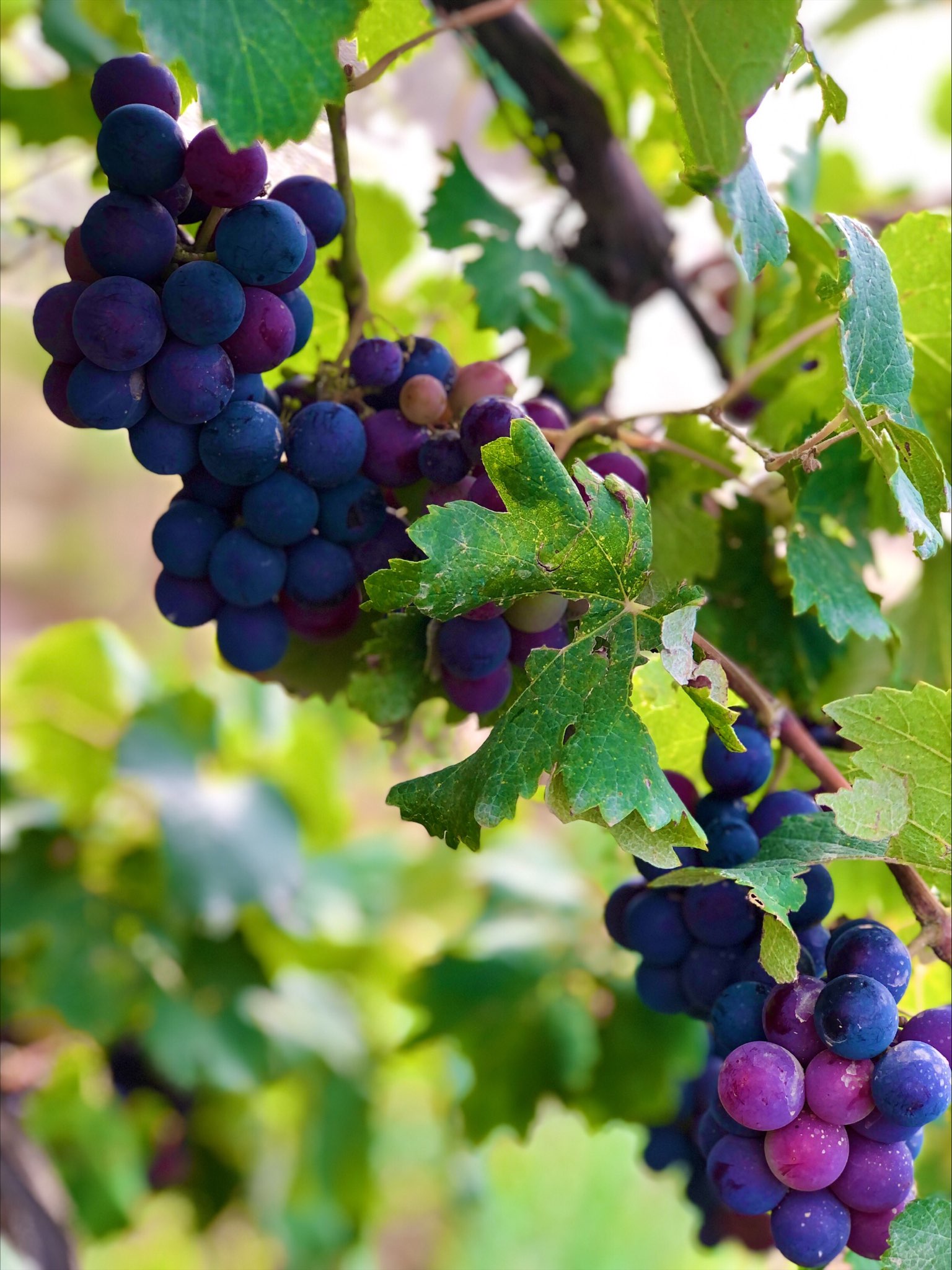 Amazing Benefits of Vitamin K in Grapes