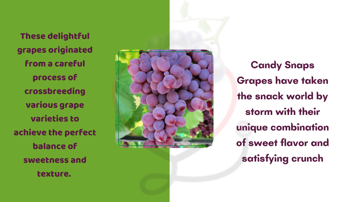 Candy Snaps Grapes Origin, Flavor, Nutrition & Amazing Benefits