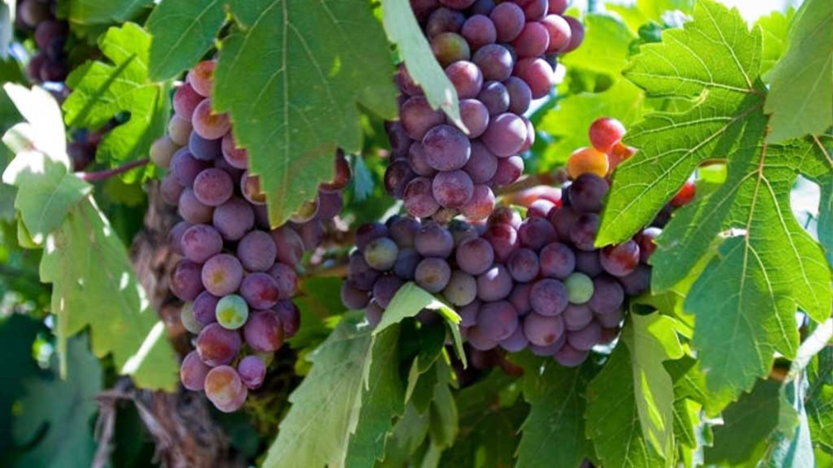 Cardinal Grapes Origin, Features & Amazing Benefits