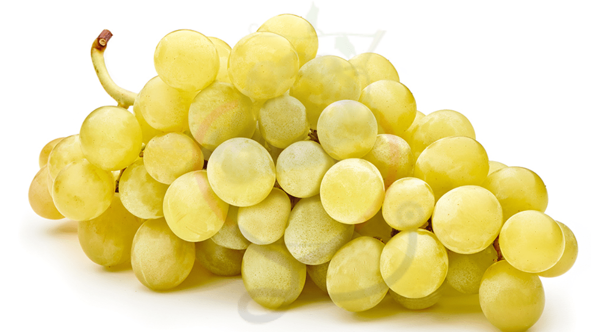Carnival Grapes Origin, Characteristics & Amazing Health Benefits