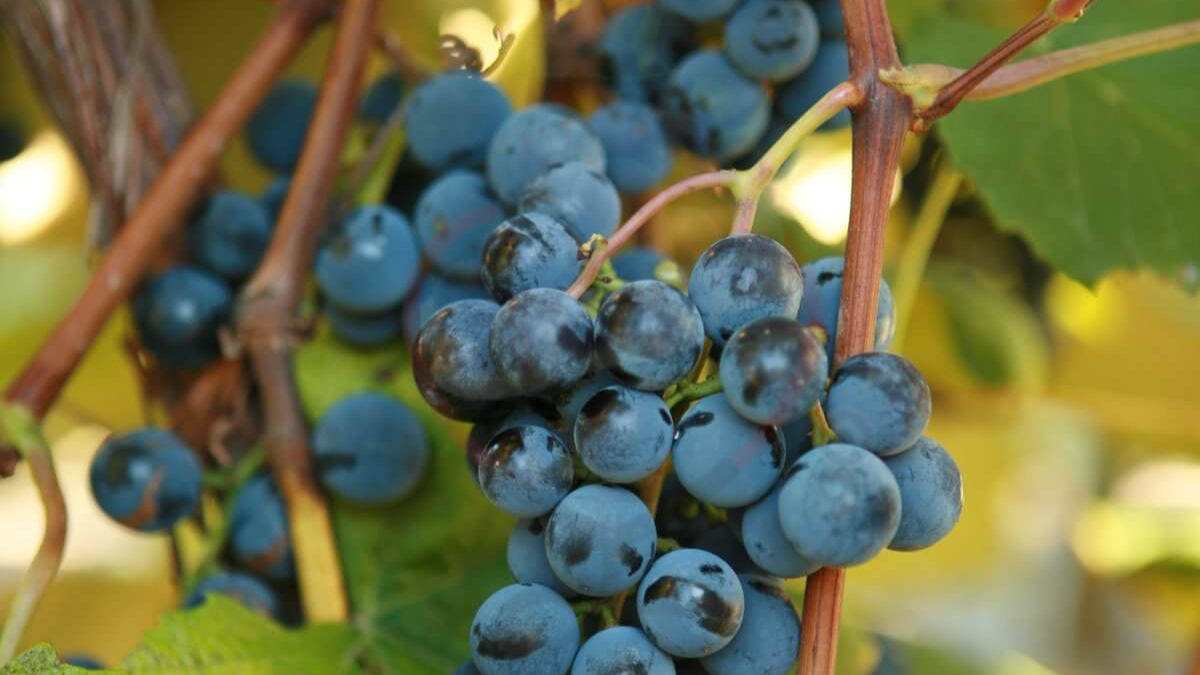 47 Types of Grapes GrapedoseExplore the benefits of Grapes