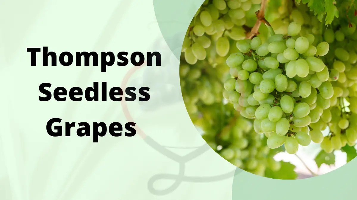 Thompson Seedless Grapes origin, Uses, Characteristics, Fun Facts
