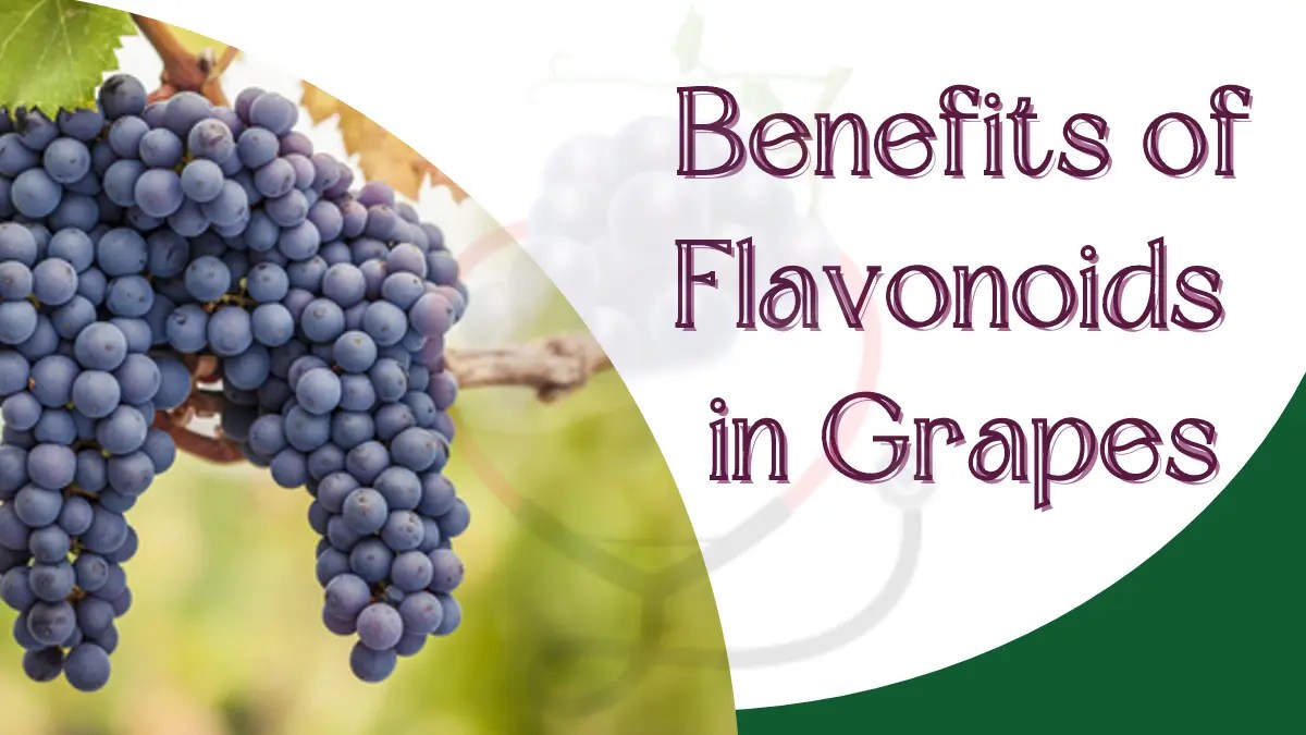 Benefits of Flavonoids in grapes
