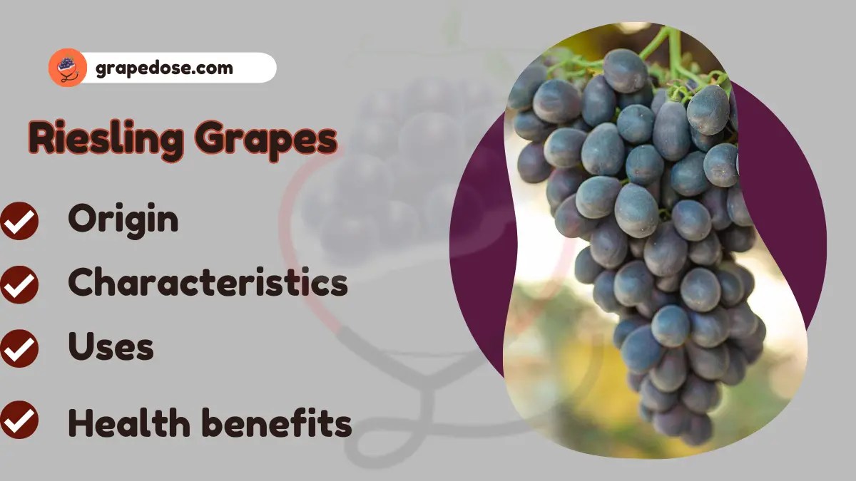 Riesling Grapes Origin, Uses, Characteristics, & Amazing Benefits