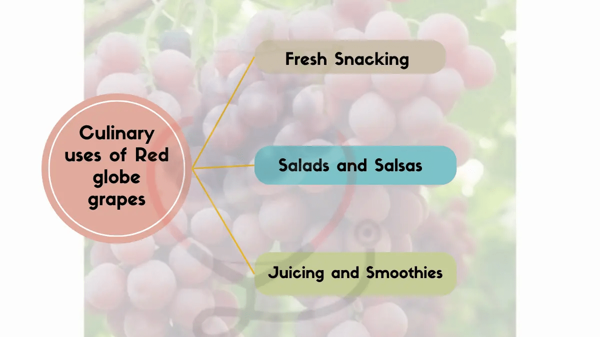 Red Globe Grapes Origin, Characteristics, Nutritional Benefits & Uses
