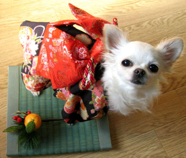 Dogs Wear Kimono For The Custom Of Japanese New Year grape Japan