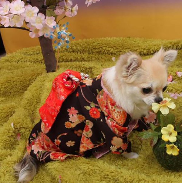 Dogs Wear Kimono For The Custom Of Japanese New Year grape Japan