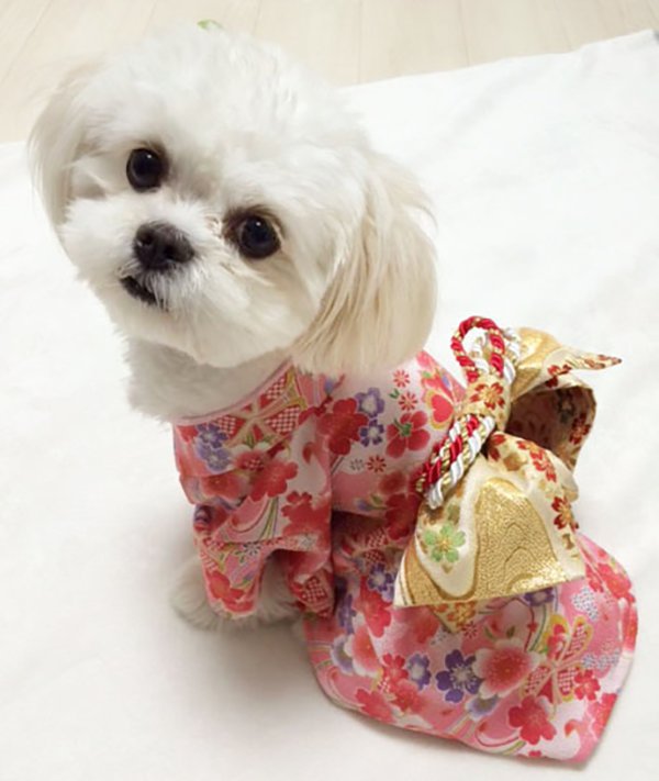 Dogs Wear Kimono For The Custom Of Japanese New Year grape