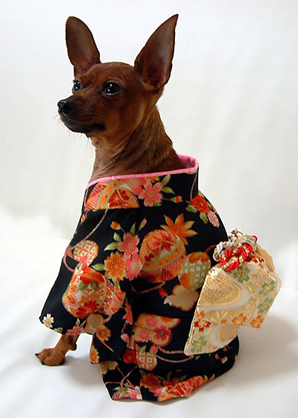 Dogs Wear Kimono For The Custom Of Japanese New Year grape