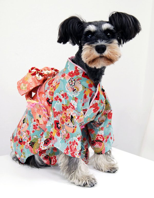 Dogs Wear Kimono For The Custom Of Japanese New Year grape Japan