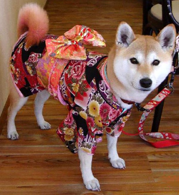 Dogs Wear Kimono For The Custom Of Japanese New Year grape Japan