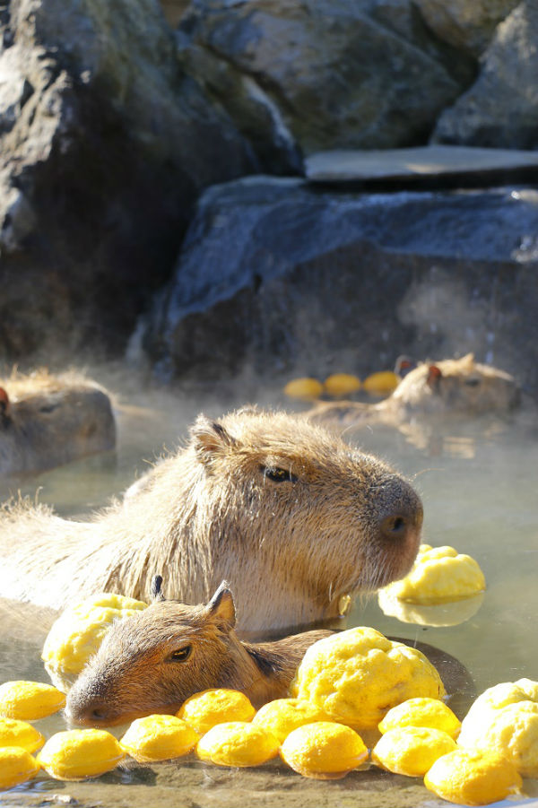 Japanese Zoo’s Capybaras Soak In Yuzu Hot Springs Every Winter grape